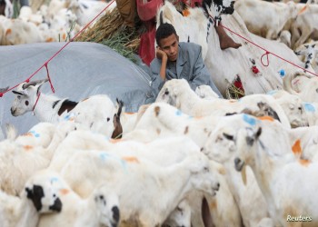 بسبب غلاء المعيشة.. اليمنيون يستغنون عن شراء أضاحي العيد