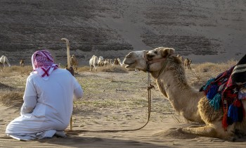 السعودية تنجح في تسجيل "حداء الإبل" بتراث اليونسكو