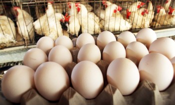 غضب بالإمارات من قرار رفع أسعار البيض والدجاج قبل رمضان